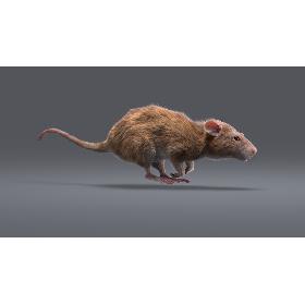Rat Fur Animated 2 model